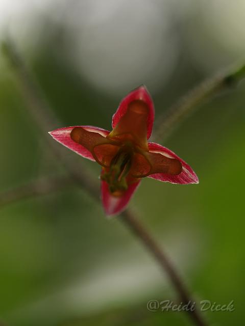 Epimedium alpinum1.JPG